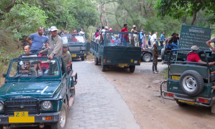 Ranthambore Safari Tours