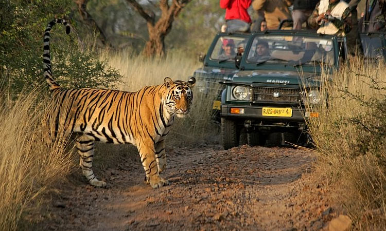 Ranthambore 1 Night and 2 Days wildlife tour packages